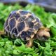 Młody żółw gwiaździsty birmański (Geochelone Platynota) w ogrodzie zoologicznym we Wrocławiu (1)