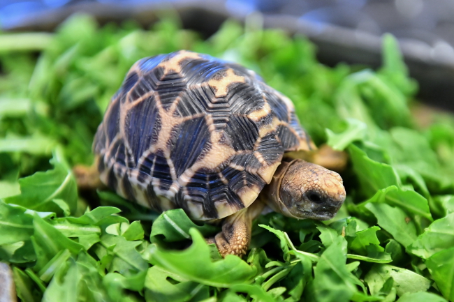 Młody żółw gwiaździsty birmański (Geochelone Platynota) w ogrodzie zoologicznym we Wrocławiu (1)