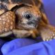 Młody żółw gwiaździsty birmański (Geochelone Platynota) w ogrodzie zoologicznym we Wrocławiu (3)