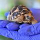 Młody żółw gwiaździsty birmański (Geochelone Platynota) w ogrodzie zoologicznym we Wrocławiu (4)