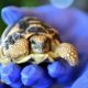 Młody żółw gwiaździsty birmański (Geochelone Platynota) w ogrodzie zoologicznym we Wrocławiu (5)