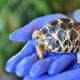 Młody żółw gwiaździsty birmański (Geochelone Platynota) w ogrodzie zoologicznym we Wrocławiu (6)