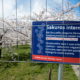 Kwitnące sakury w Wilnie (8)