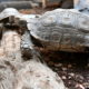 wie brunatne w zoo we Wrocławiu (11)
