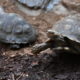 wie brunatne w zoo we Wrocławiu (9)