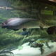 Arapaima (2)