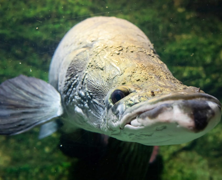 Nowe ptaki i gady w płockim ogrodzie zoologicznym (3)