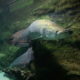 Nowe ptaki i gady w płockim ogrodzie zoologicznym (4)